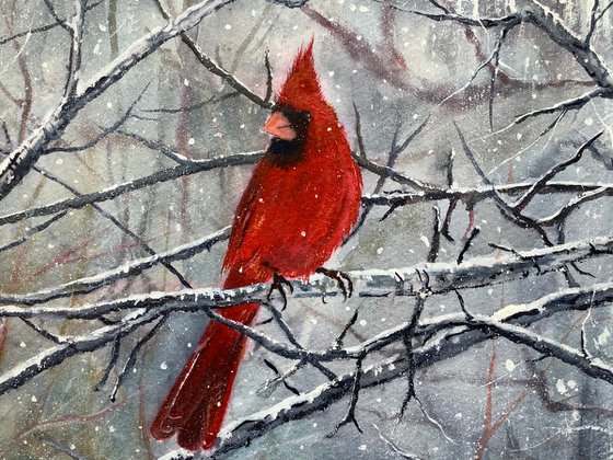 Red Cardinal