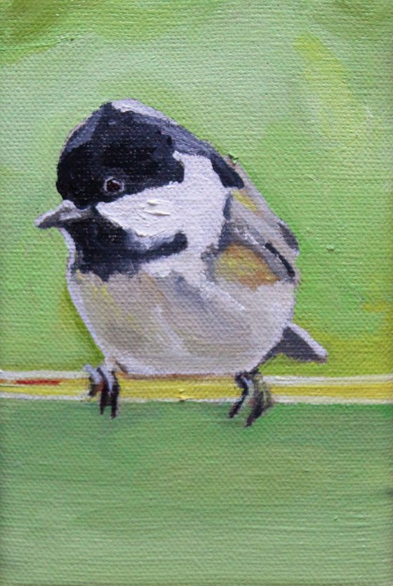 Wee Coal Tit