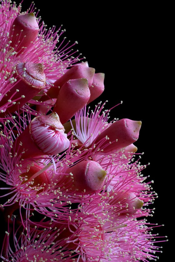 Summer Beauty Flowers