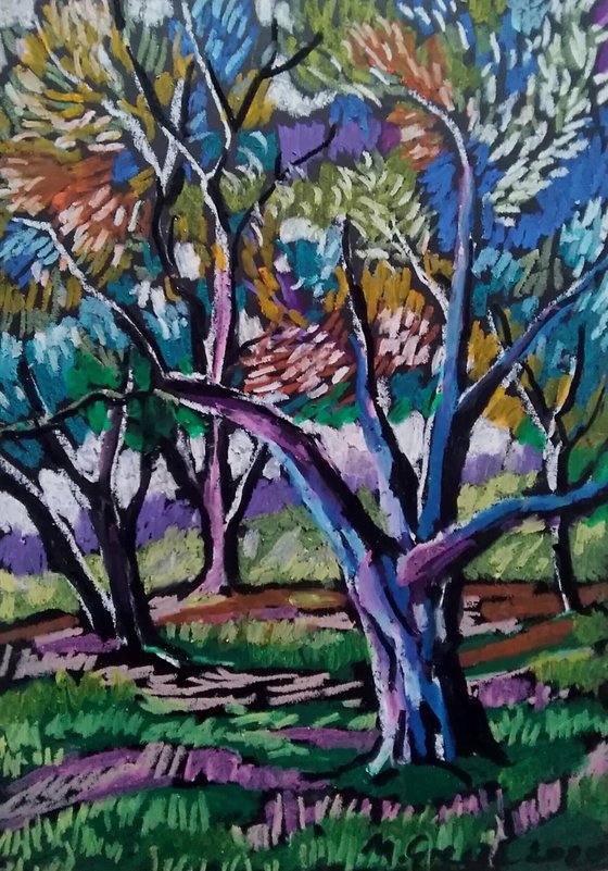 Olive grove No 20