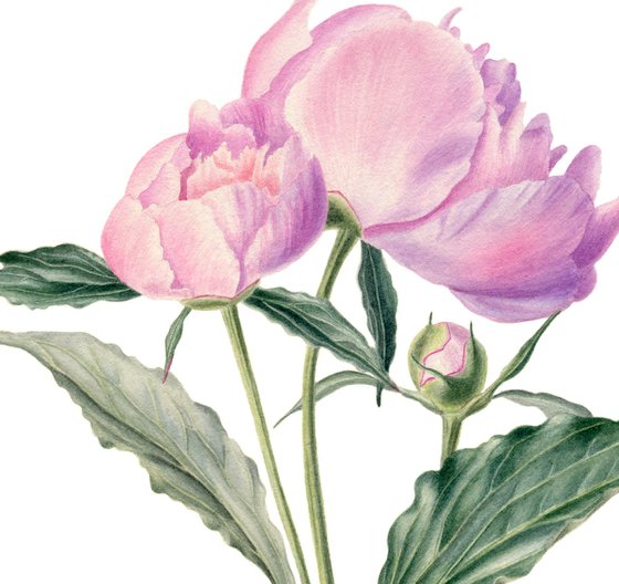 Peony