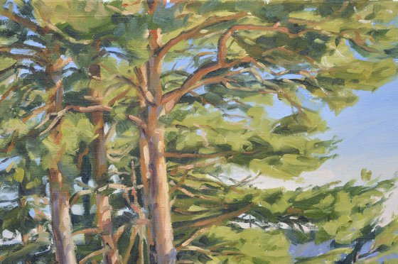 Winter afternoon on the Mézenc