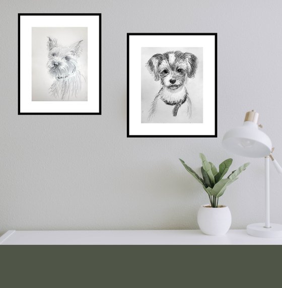 Biewer Terrier and Terrier