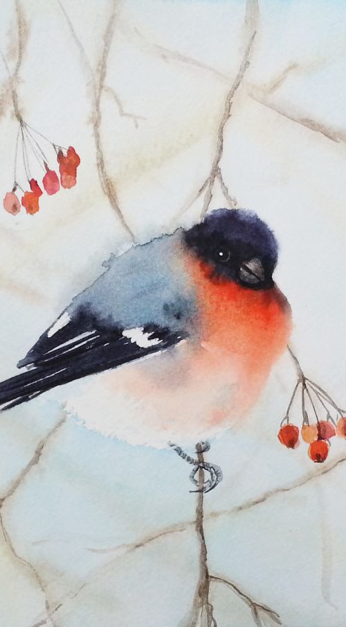 Bullfinch Bird on Branch #2  - by Olga Beliaeva Watercolour