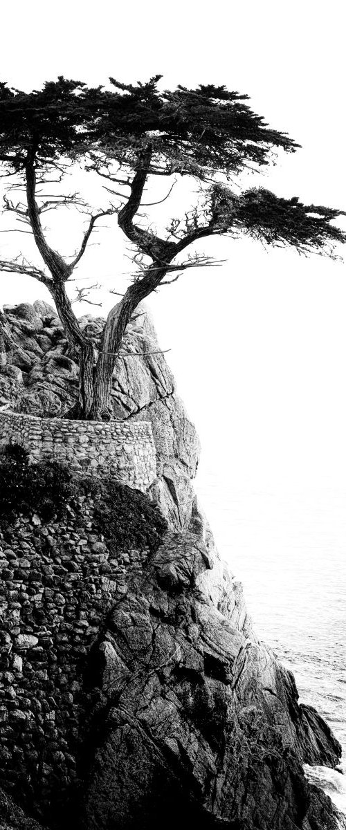 lone cypress (against the sea) by Christian  Schwarz