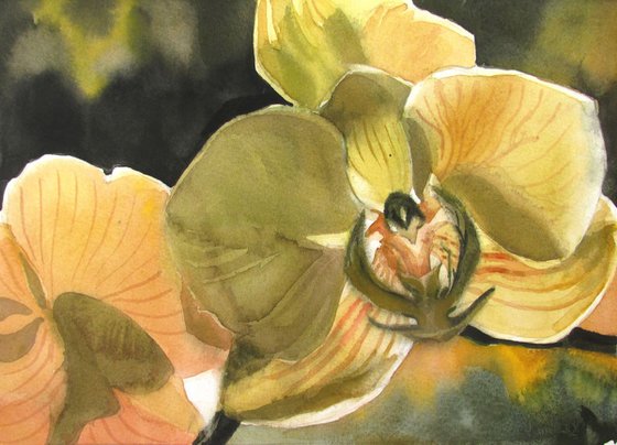 A painting a day #2 "Backlit orchid"