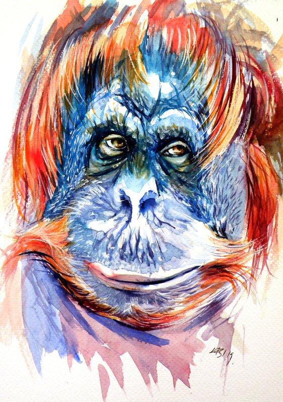 Orangutan