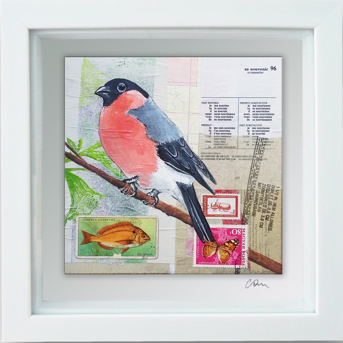 Bullfinch - Ornithology #9 - Framed ready to hang original painting by Carolynne Coulson