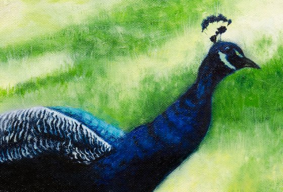 Two Peacocks at Harcourt Arboretum