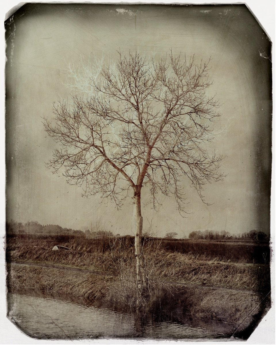 Louise O'gorman | Original  Photograph | Winter Tree | 20 X 25Cm | Artwork For Sale On Artfinder