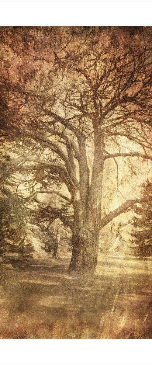 Tree Art by Martin  Fry