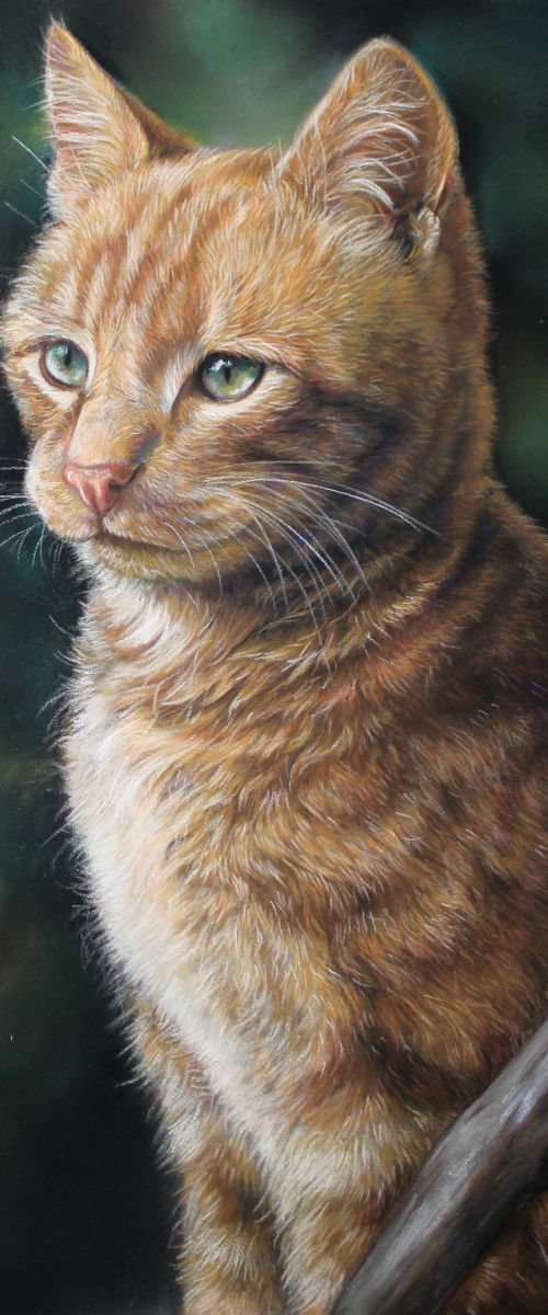 Red cat pastel drawing by Tatjana Bril