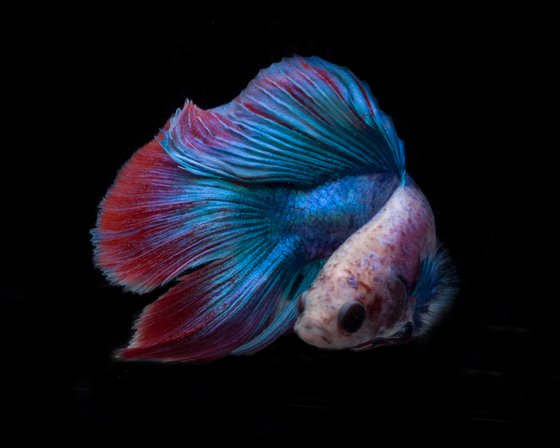 Betta 100