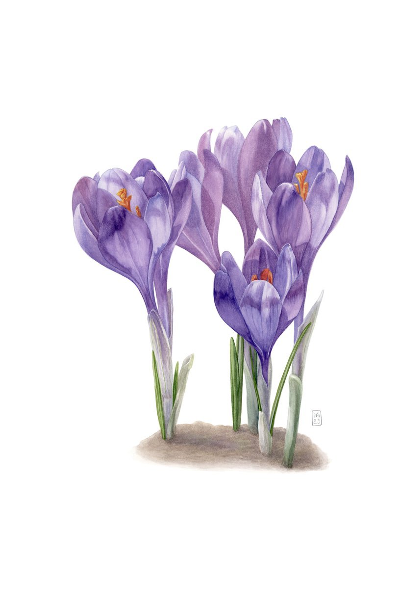 Photorealistic Botanical Watercolour By Yuliia Moiseieva, 15 X 22", Crocuses, Original Artwork