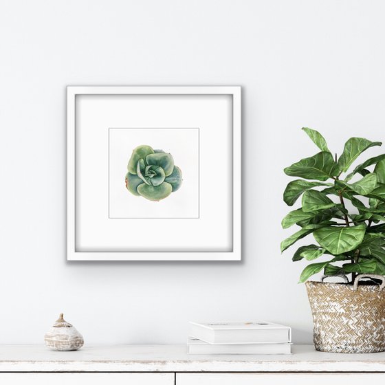 Echeveria elegans green. A series of original watercolour artwork.