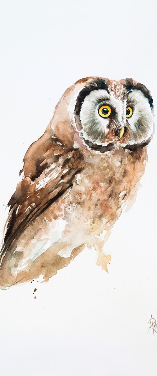 Boreal Owl by Andrzej Rabiega