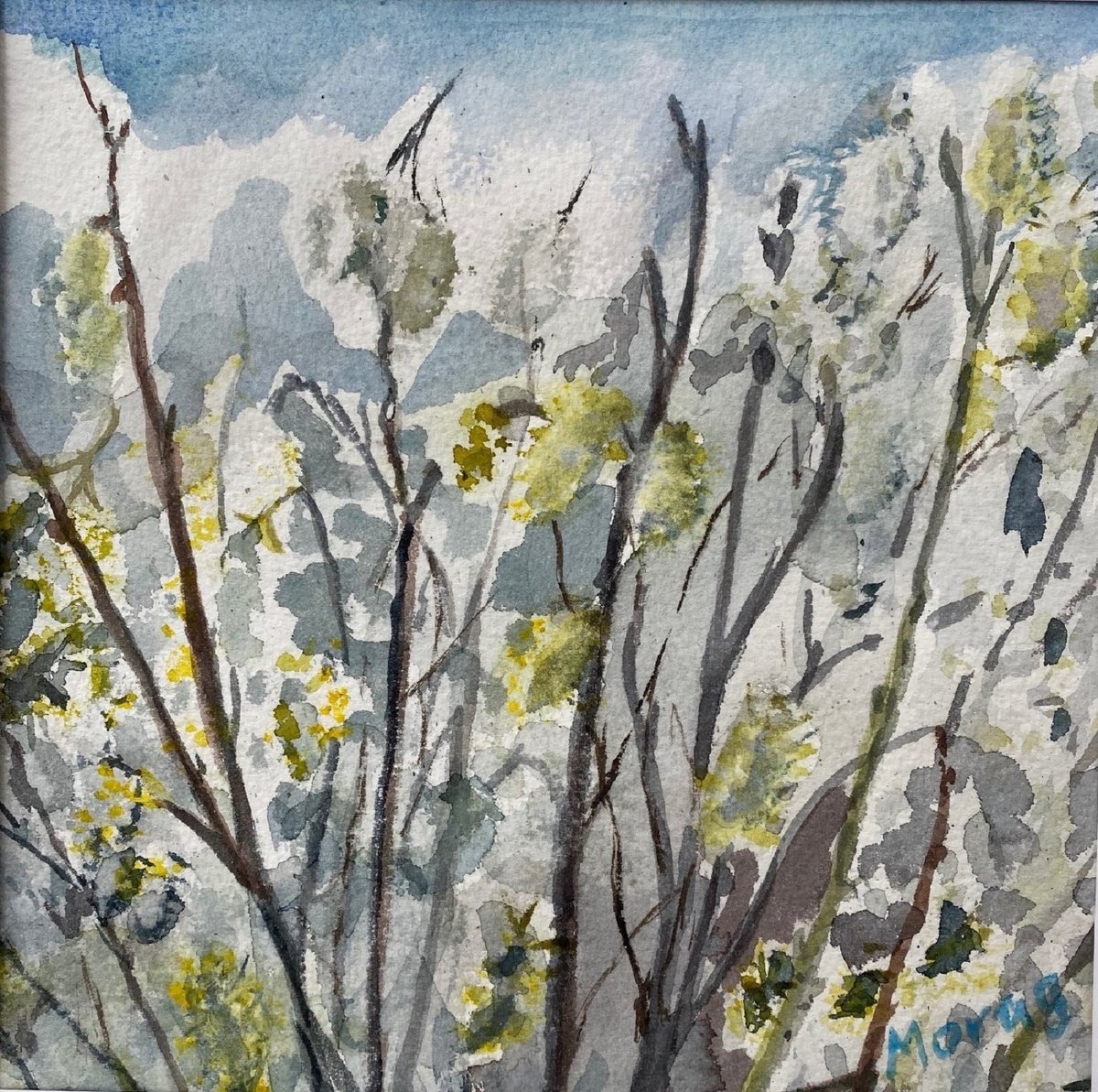 Impressionistic Watercolour , Willow Catkins By Morag Paul, 12 X 12, Artwork For Sale On Artfinder
