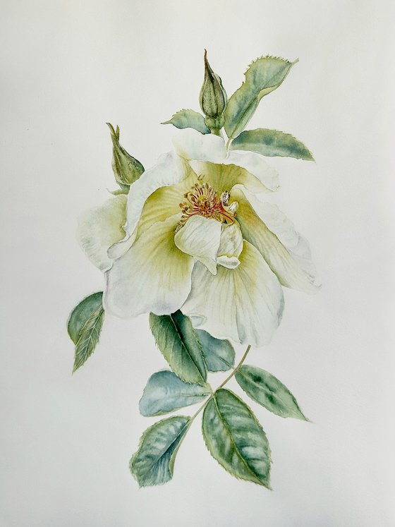Rosa Alba / Old Garden Rose