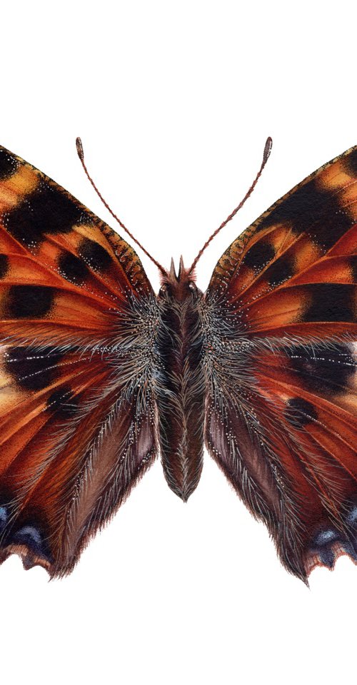 Nymphalis polychloros, The Large tortoiseshell butterfly by Katya Shiova