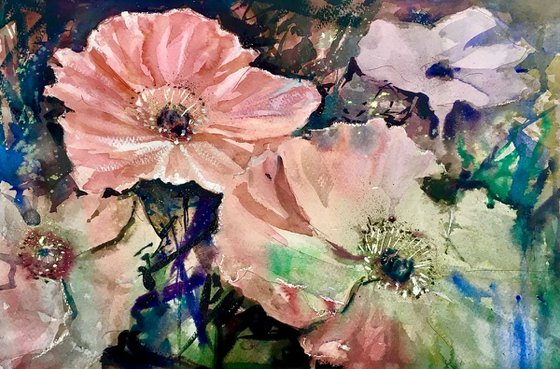 Poppies