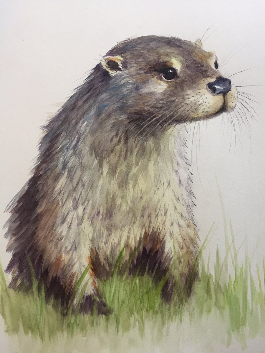 Scottish Otter by Alison Brodie