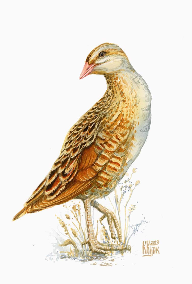 Corn crake by Karolina Kijak