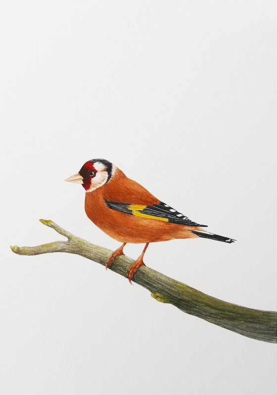 Goldfinch on a branch