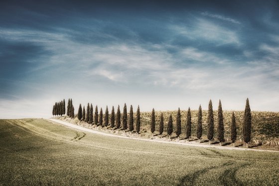Tuscan white road with cypresses