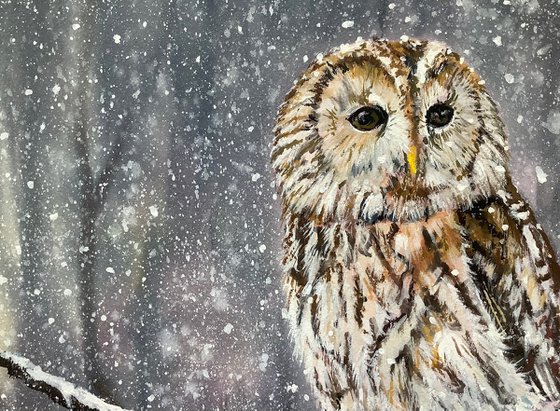 Winter scene, Tawny Owl