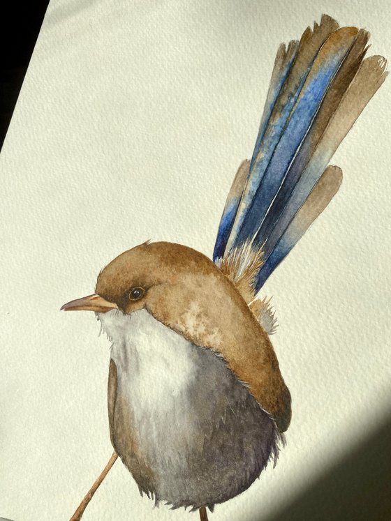 Graceful Fairy Wren in Dusty Shades of Gray