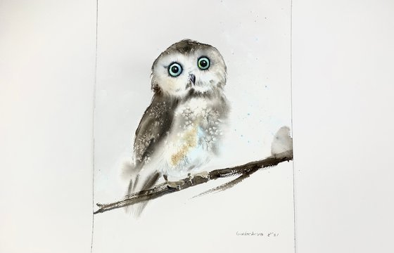 Little owl on a branch #3