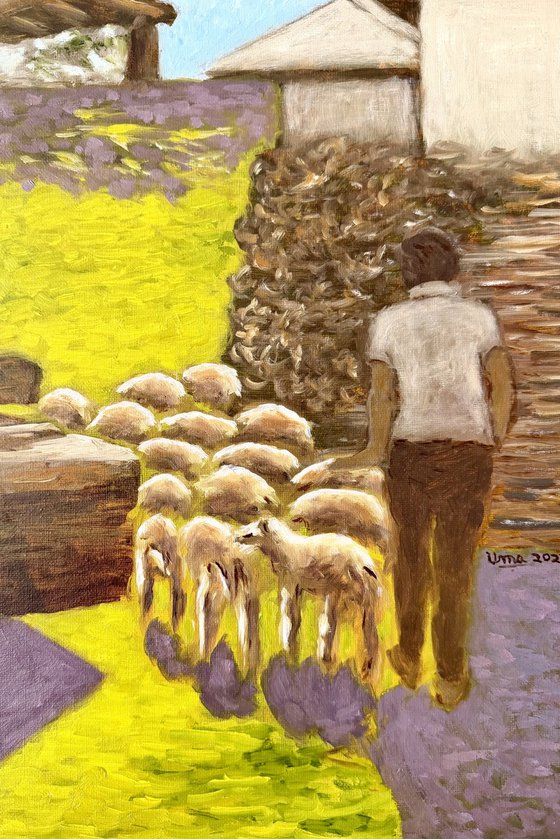 Sheep being taken to graze