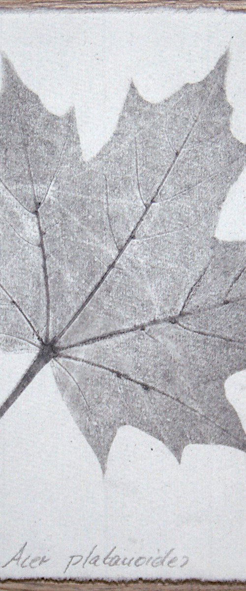 Acer platanoides II (Norway maple) – Charcoal-print by Laura Stötefeld