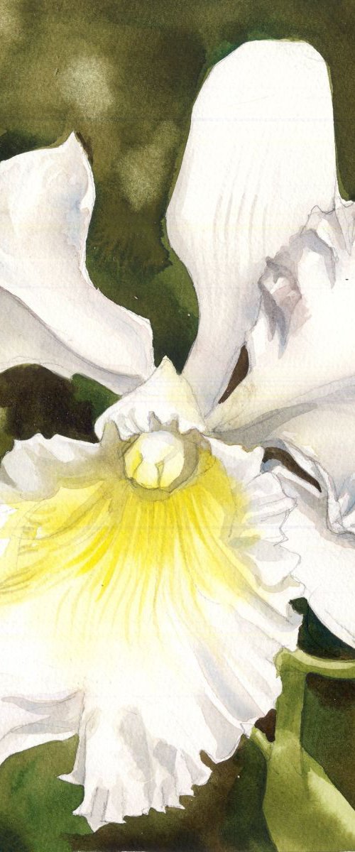 a painting a day # 42 "White cattleya" by Alfred  Ng