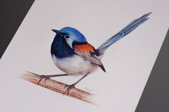 Red-winged Fairywren