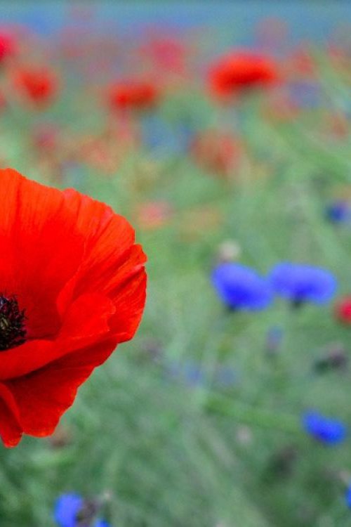 Red Poppy A3 by Ben Robson Hull