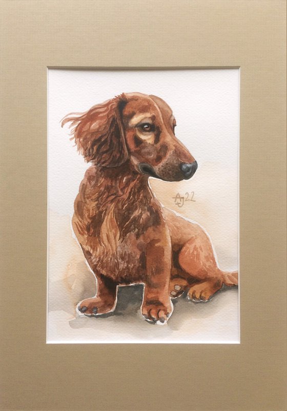 Little dachshund