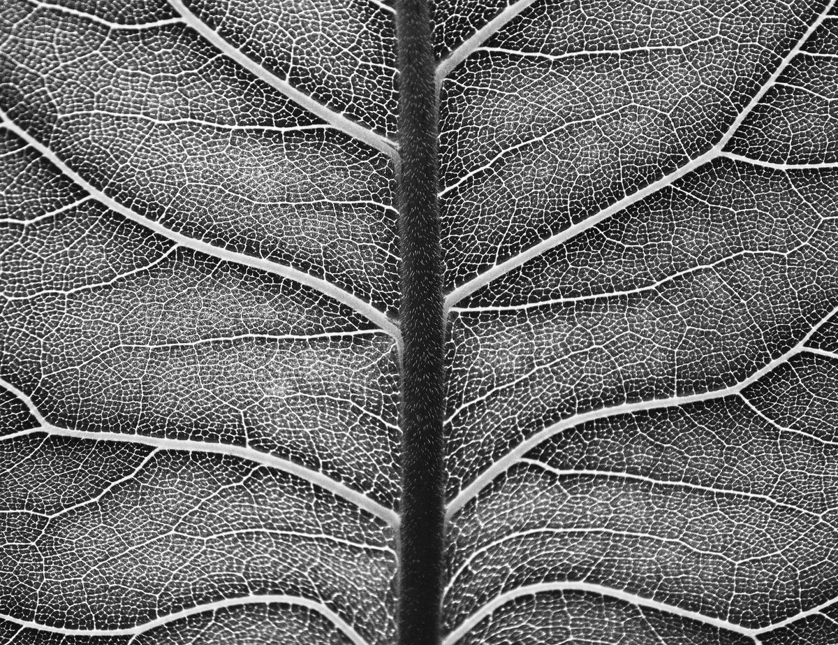 Photorealistic Botanical Photograph By Charles Brabin, 17 X 12, Leaf Veins Iii, Original Artwork