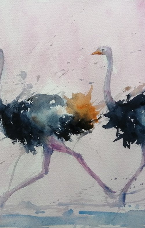 ostriches 2 by Giorgio Gosti