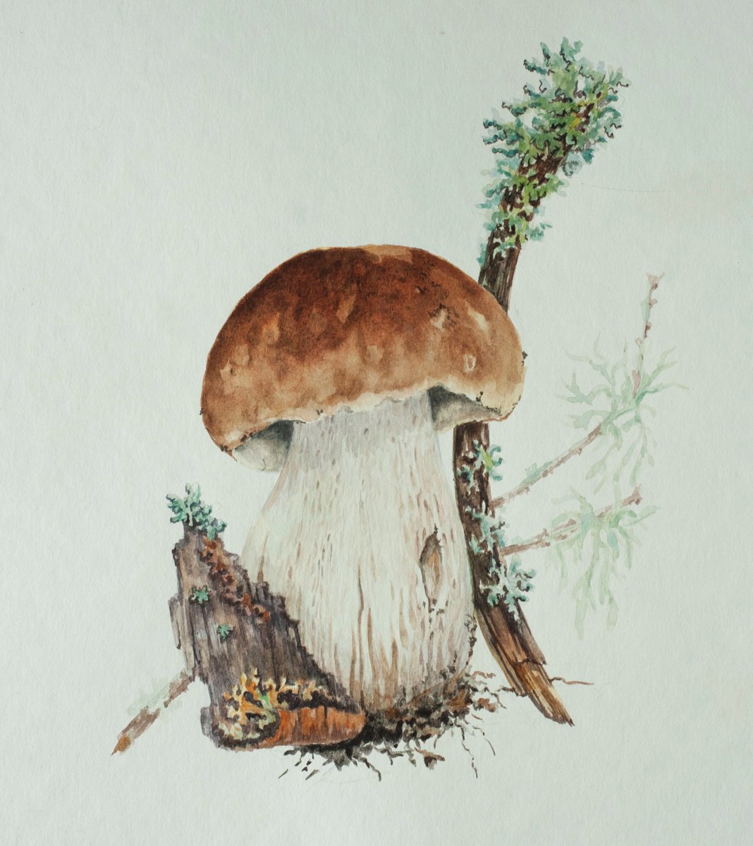 Mushroom botanical illustration by Maria Chernobrovkina