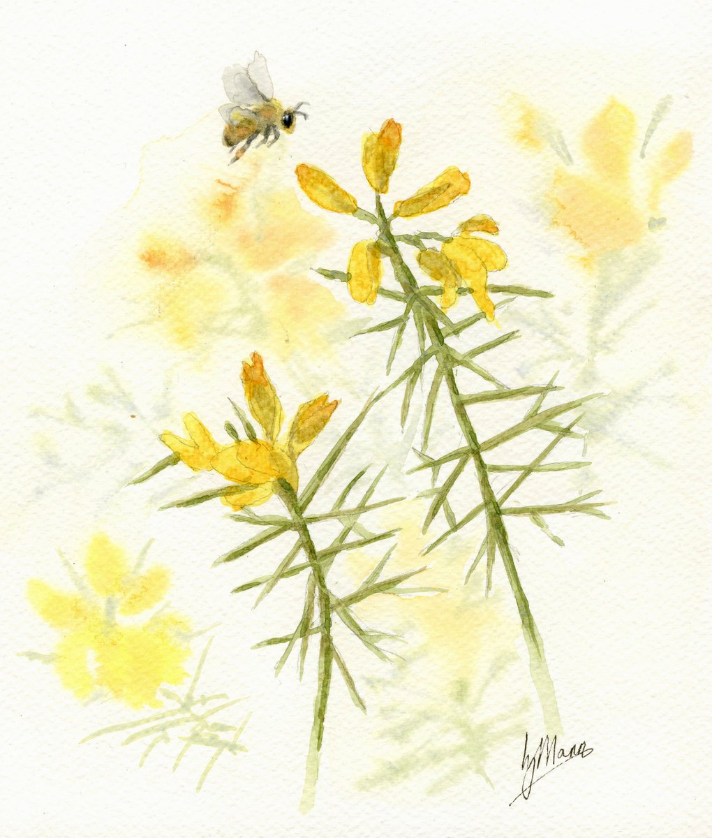 Botanical study - Gorse and Honey Bee by Lisa Mann