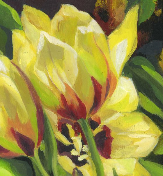 yellow tulips