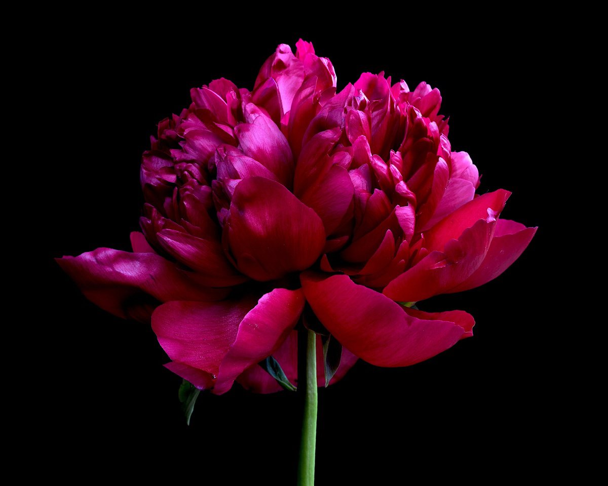 Photorealistic Botanical Photograph By Nadia Culph, 30 X 24", Red Peony Flower, Original Artwork