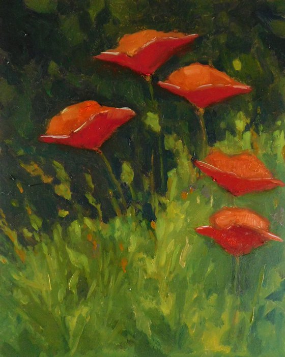 Poppies in the Garden