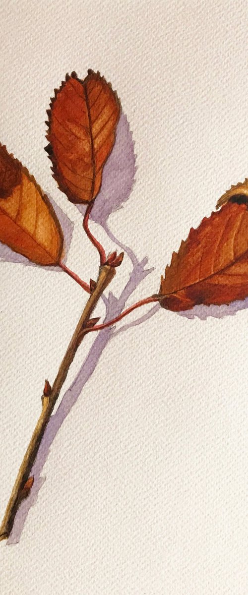 Wild cherry leaves by Christine Callum  McInally