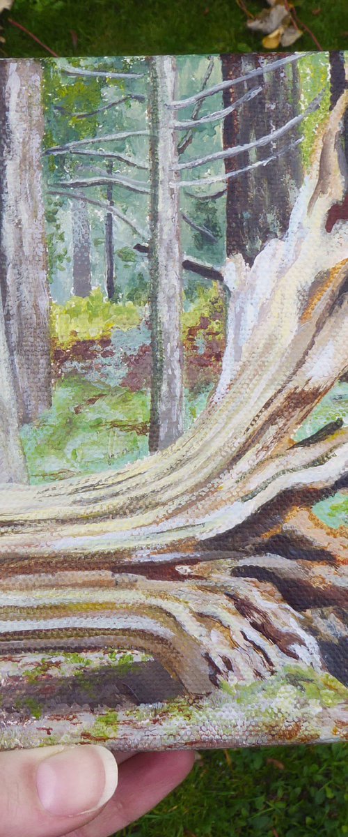 Fallen Tree, The New Forest by Jacqueline Talbot