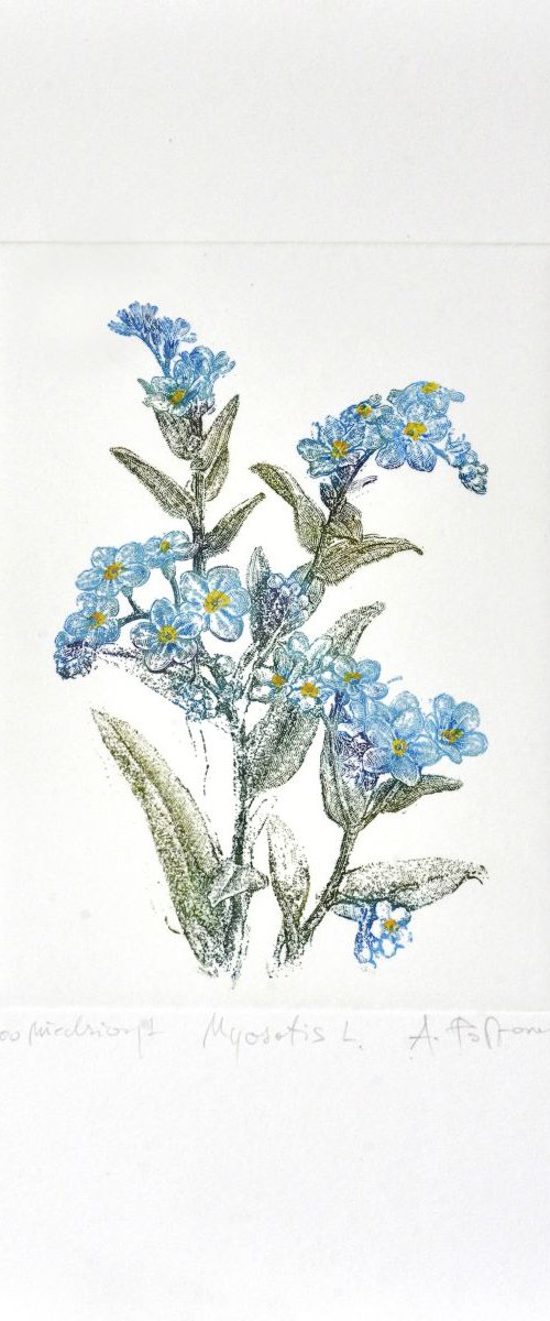 Forget-me-nots, scorpion grasses (Myosotis) by Adam Półtorak