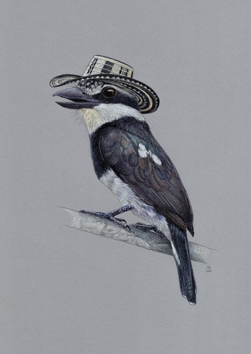 Pied Puffbird by Mikhail Vedernikov