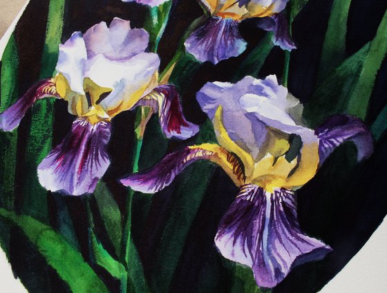 Irises in watercolor