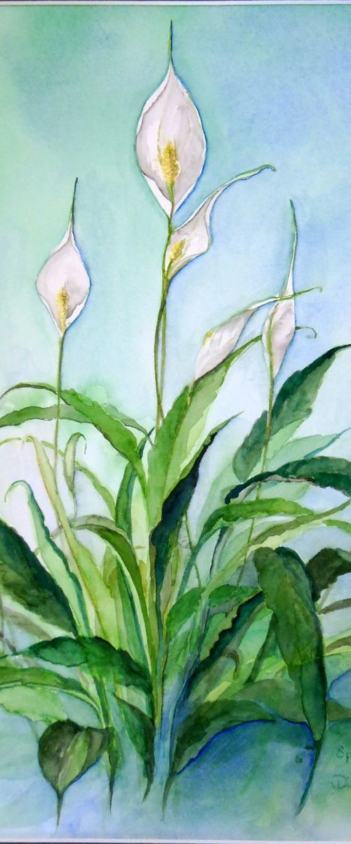 Peace Lily by Diana Dabinett